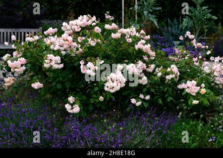 mixed bed,border,perennials,rose,roses,lavender,summer,gardens,garden,RM Floral Stock Photo