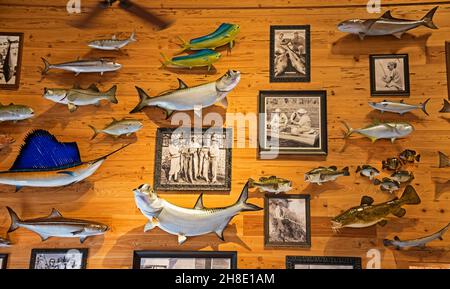 Fishing display complete with old photographs and mounted fish inside an outdoor recreation store in North Central Florida. Stock Photo