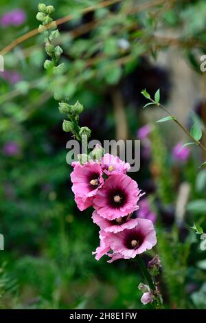Hollyhock (Alcea rosea) 'Halo Cerise