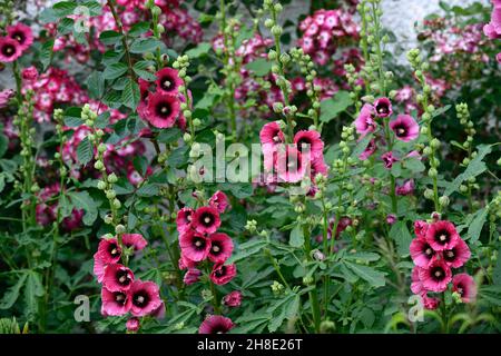 Hollyhock (Alcea rosea) 'Halo Cerise