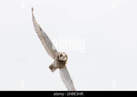 A Short-eared Owl (Asio flammeus) in flight during Autumn migration Stock Photo