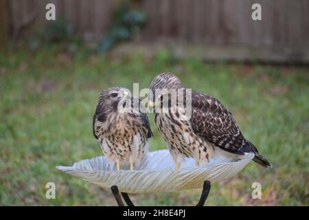Two  Red-Shouldered Hawks stand facing each other. Stock Photo