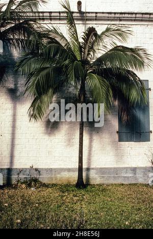 A palm tree almost leans on the wall of St. James Cathedral in Port Louis, Mauritius Stock Photo