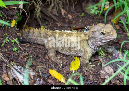 Tuatara (Sphenodon punctatus), a native endemic species of reptile in New Zealand, taken in Zealandia Stock Photo