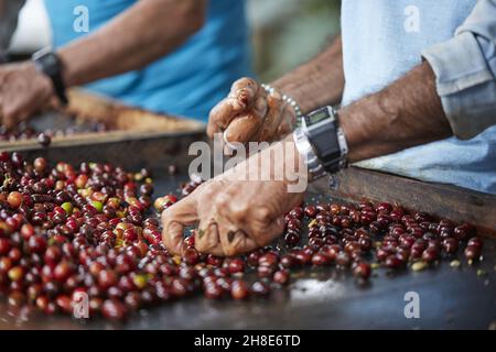 Close-up shot of male hands sorting the harvested coffee fruits before drying Stock Photo