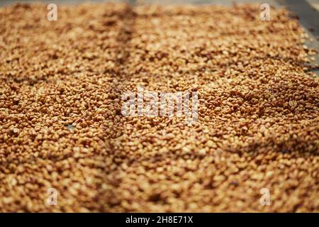 Close-up shot of a pile of raw fresh coffee beans during the honey processing Stock Photo
