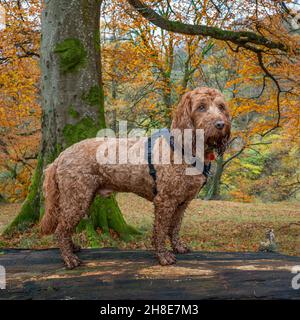 A young cockapoo standing on a fallen tree in autumnal woodland Stock Photo