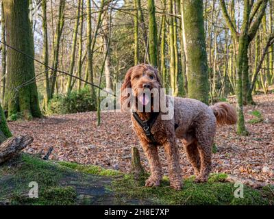 A young cockapoo standing on a fallen tree in autumnal woodland Stock Photo