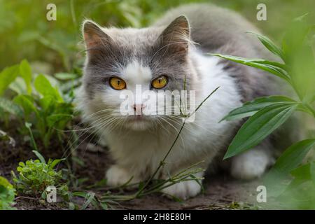 Beautiful exotic cat sitting in a flower field. Fluffy gray and white cat sitting among the bushes. Curious dreaming cat lying in the garden. Stock Photo