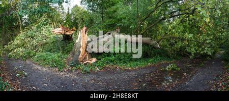 A fallen and split storm-damaged oak tree blocking a path on Southampton Common. Hampshire, England. Stock Photo