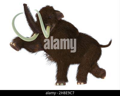 The Woolly Mammoth was a herbivorous mammal that lived in the Pliocene and Pleistocene periods of Asia; Siberia and North America. Stock Photo