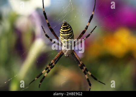 Female spider Argiope Bruennichi, or the wasp-spider on her spiderweb. Blurred background. Stock Photo