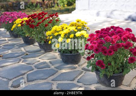 Multicolored Chrysanthemums in flower pots near a rural house. Landscaping. Selective focus. Stock Photo