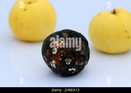 Rotten apple on white background. Rotten apple against blurred yellow apples. Stock Photo