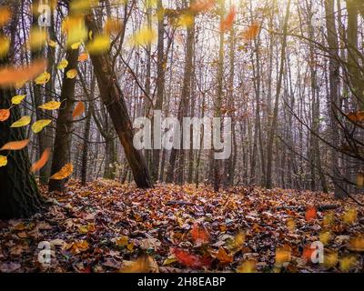 Landscape with with orange and red leaves falling and flying on the wind. Fall wind blowing yellow leaves in autumn bright woods. Stock Photo