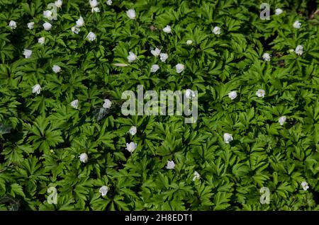 Background of blossoming white wood anemones, anemone nemorosa or anemone sylvestris flower in sunny forest, Sofia, Bulgaria Stock Photo