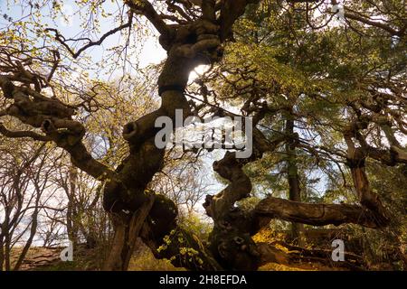 Camperdown Elm tree in Prospect Park Brooklyn NYC Stock Photo