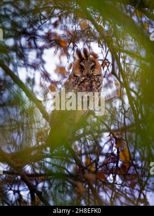 Long-eared Owl - Asio otus bird sitting on the birch branch with his magic eyes in autumn, yellow leaves on the tree. Stock Photo