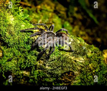 black spider in the amazon rainforest ecuador Stock Photo - Alamy