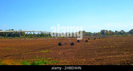 sprinkler irrigation system on the field. Cultivation of agricultural crops. Stock Photo