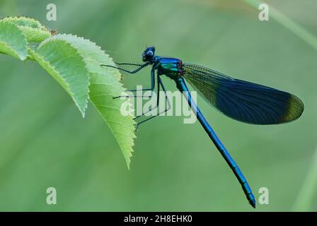 Banded demoiselle ,Calopteryx splendens damselfly sitting motionless on a leaf. Waiting for prey. Side view, closeup. Trencin, Slovakia Stock Photo