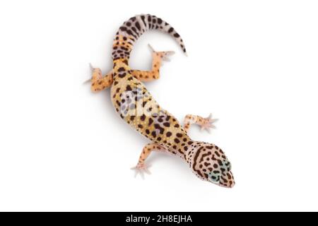 Leopard gecko or Eublepharis macularius isolated on white background with clipping path and full depth of field. Top view. Flat lay Stock Photo