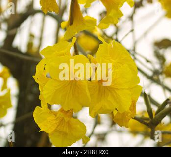 Handroanthus chrysanthus is a genus of flowering plants in family Bignoniaceae. Stock Photo