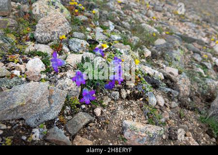 Centaury (Gentiana dshimilensis or Gentianella caucasea) on Alpine meadows of Elbrus, Caucasus. In background are gravelly semi-desert. 3500 m A.S.L. Stock Photo