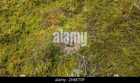 Limnodium: Sedges, Andromeda, Eriophorum, haircap moss, etc. Nest of Black-tailed godwit (Limosa limosa) on highmoor (mesotrophic bog). Rare bird, clo Stock Photo