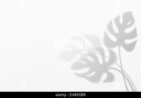 Realistic transparent shadow of a monstera leaf isolated on a transparent background. Vector illustration Stock Vector