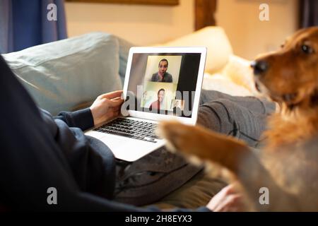 Man with dog video conferencing with colleagues on laptop from home Stock Photo
