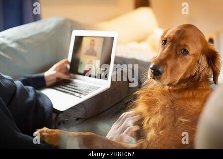 Portrait golden retriever dog laying next to man video conferencing Stock Photo