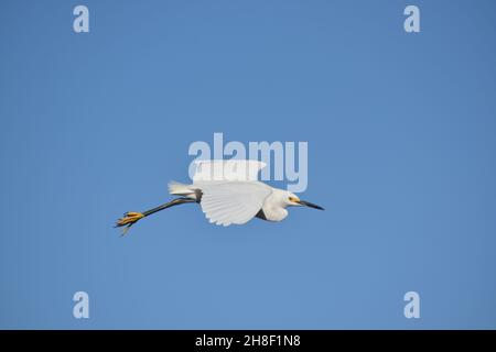 Side View of a Snowy Egret in flight. Stock Photo