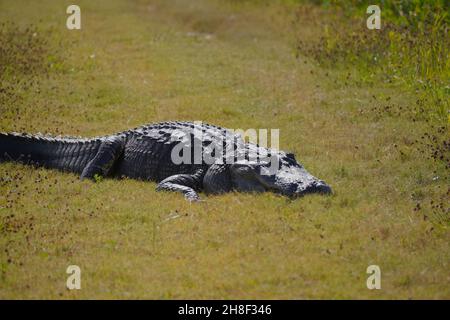 Florida alligator lying in the grass under the sun Stock Photo