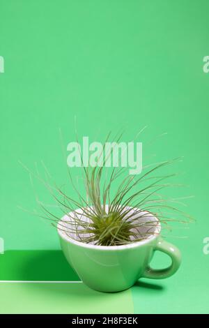 An air plant in a teacup, resting on a paint swatch with shades of green. Stock Photo