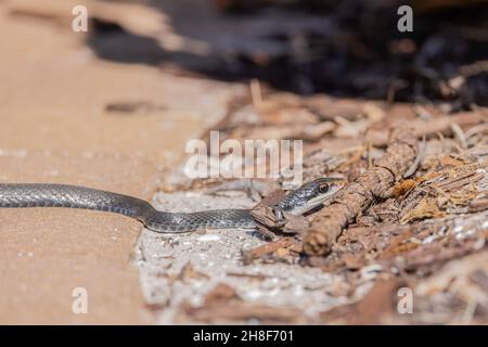 A southern black racer at the edge of a driveway and garden in St. Augustine, Florida. Stock Photo