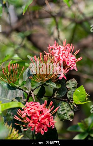 Ixora coccinea, jungle geranium, flame of the woods or jungle flame flowers, a flowering plant growing in garden. Howrah, West Bengal, India. Stock Photo