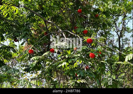 Beautiful red flowers growing in full bloom tree at Howrah, West Bengal, India Stock Photo