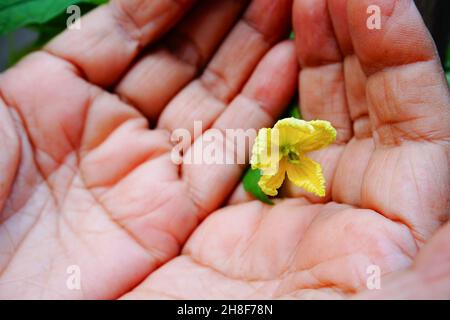 Corolla aka karela has bitter taste but good for health. Senior aged woman showing flower of Corolla at her home garden. Howrah, West Bengal, India. Stock Photo