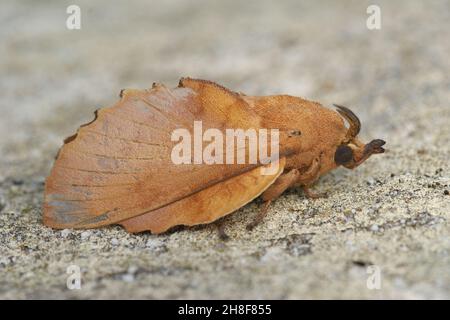 Closeup on the Lappet moth, Gastropacha quercifolia, sitting Stock Photo