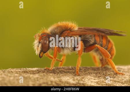 Closeup on a colorful Spotted red resin bee,  Rhodanthidium sticticum Stock Photo