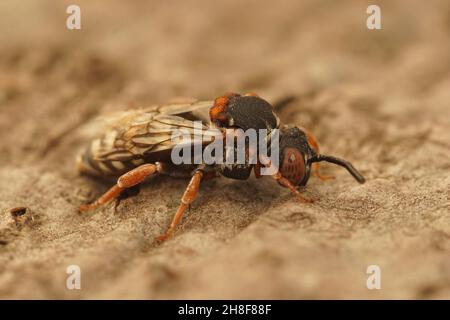 Closeup on a female Black-thighed Cellophane-cuckoo Bee, Epeolus variegatus