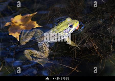 Green Frog (Lithobates clamitans) Stock Photo