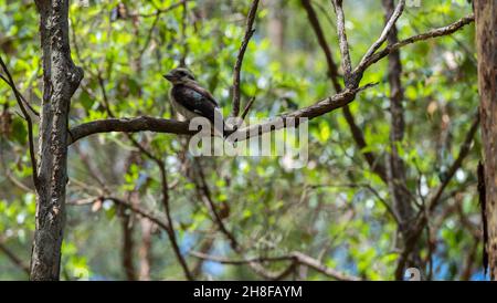 Laughing Kookaburra Stock Photo