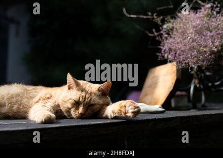 A red cat lies on a dark wood table in the summer in the village. Front view.