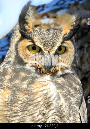 Great horned owl portrait, Quebec, Canada Stock Photo