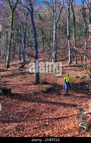 Senior man hiking through the forest in autumn Stock Photo
