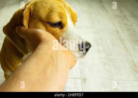 Close-up of a Beagle dog and a man's hands stroking her head. Stock Photo