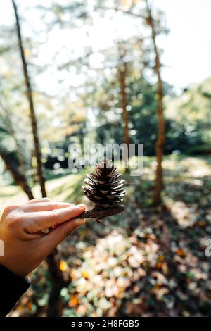 pine cones and pine leaves in the forest,christmas decorations Stock Photo