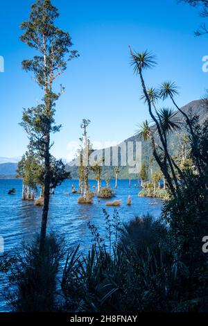 Kahikatea trees (Dacrycarpus dacrydioides) growing in Lake Brunner, South Island, New Zealand Stock Photo